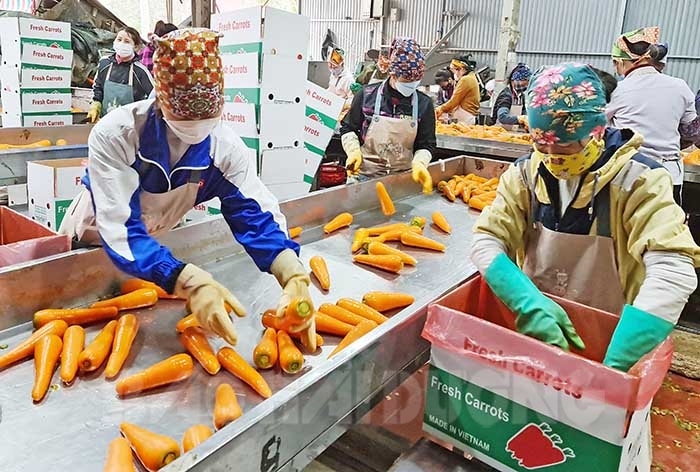 Sau lễ hội, thêm 2 doanh nghiệp thu mua gần 1.000 tấn cà rốt ở Đức Chính 